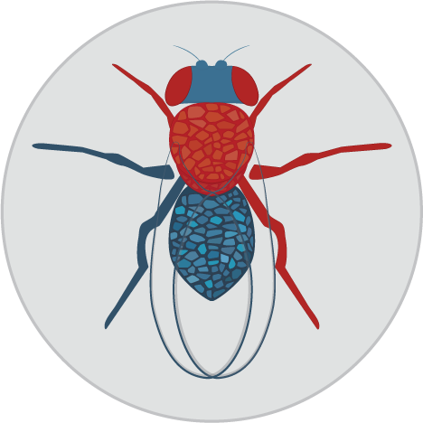 Tutorial 6: How to use the visualization tools for interacting with the UMAP/t-SNE plots. An example using the Fly Cell Atlas logo